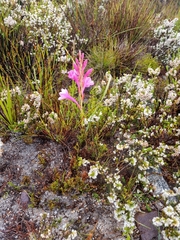 Watsonia paucifolia