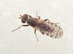 Pherbellia schoenherri