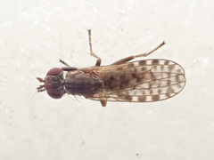 Pherbellia schoenherri