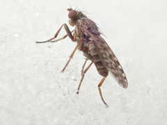 Pherbellia schoenherri