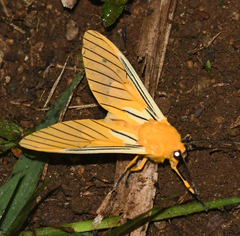 Pseudischnocampa
