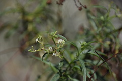 Heliotropium messerschmidioides