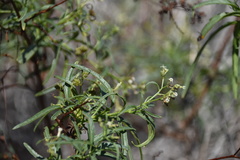 Heliotropium messerschmidioides