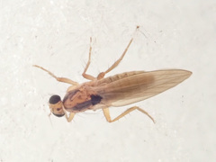 Lonchoptera scutellata