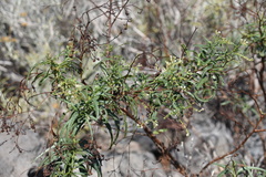 Heliotropium messerschmidioides