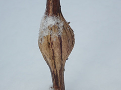 Lasioptera artemisiae