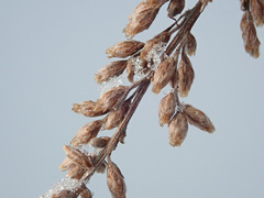 Lasioptera artemisiae