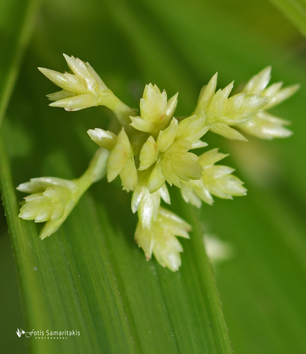 Cyperus alternifolius