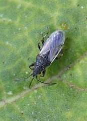 Oxycarenus