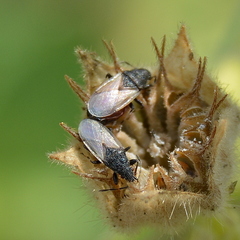 Oxycarenus