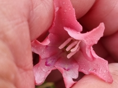 Gladiolus carneus