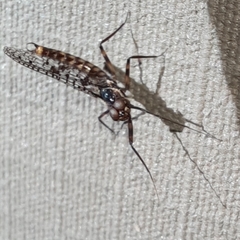 Adenophlebia dislocans