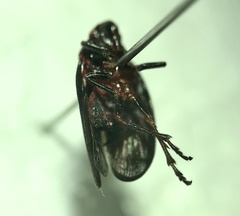 Prosapia ignipectus