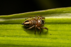 Evarcha flavocincta
