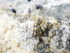 Echinolittorina tuberculata