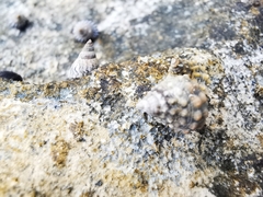 Echinolittorina tuberculata