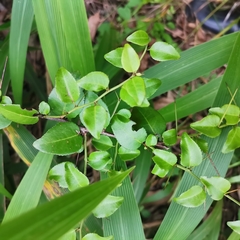 Dovyalis rhamnoides