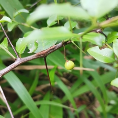 Dovyalis rhamnoides