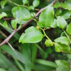 Dovyalis rhamnoides