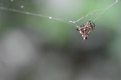 Acrosomoides acrosomoides