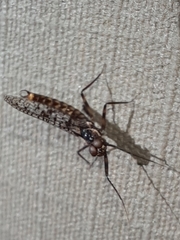 Adenophlebia dislocans