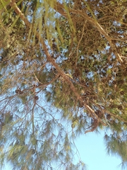Pinus halepensis