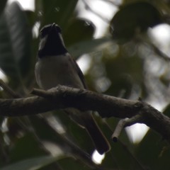Calicalicus madagascariensis