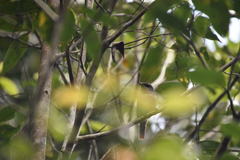 Calicalicus madagascariensis