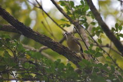 Calicalicus madagascariensis