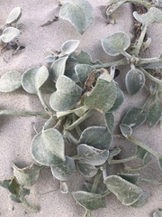 Arctotheca populifolia