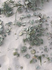 Arctotheca populifolia