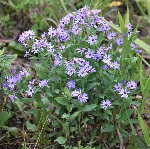Symphyotrichum laeve