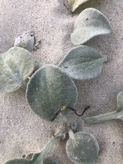 Arctotheca populifolia