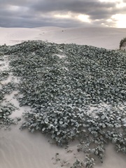 Arctotheca populifolia