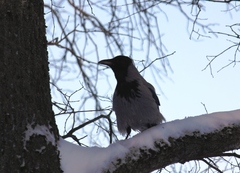 Corvus cornix