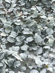 Arctotheca populifolia