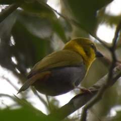 Ploceus nelicourvi