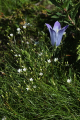 Campanula tridentata biebersteiniana