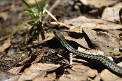 Thamnosophis epistibes