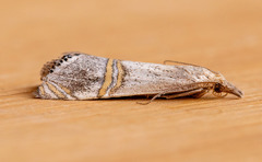 Euchromius californicalis