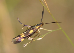 Eretmocera