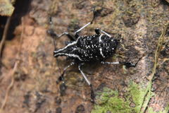 Tophoderes frenatus
