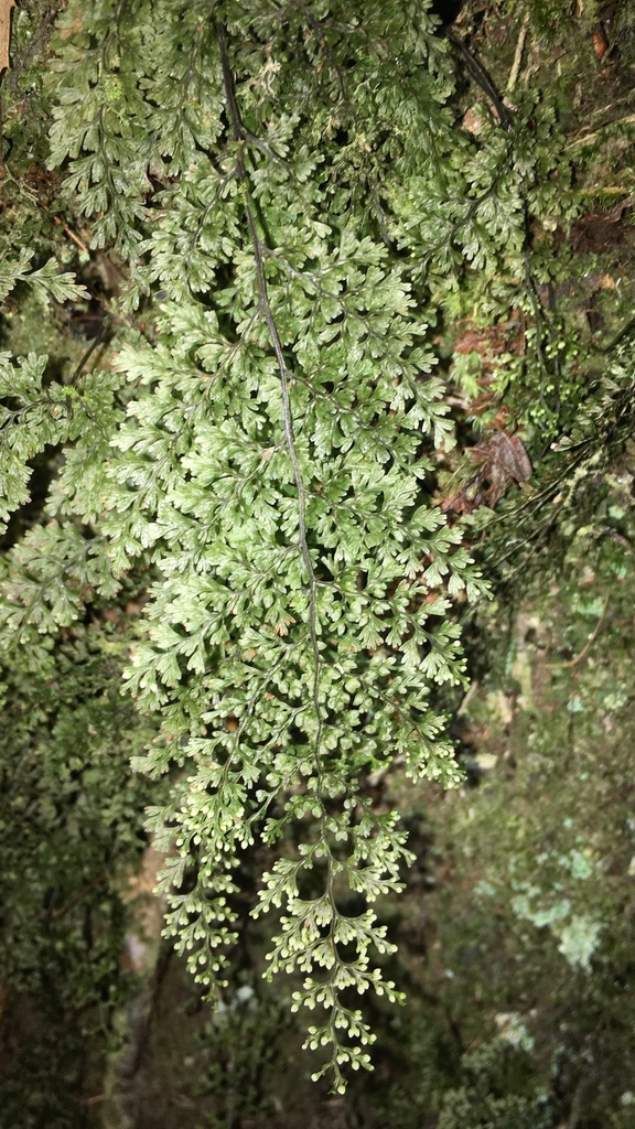 Hymenophyllum fujisanense (Hymenophyllum fujisanense)