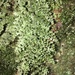 Hymenophyllum fujisanense - Photo (c) Allen Chen, some rights reserved (CC BY-NC), uploaded by Allen Chen