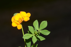 Lotus corniculatus