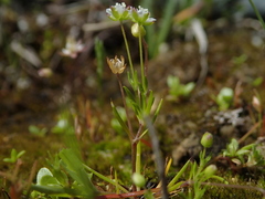 Sagina subulata