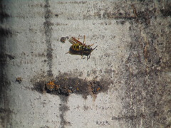 Vespula acadica