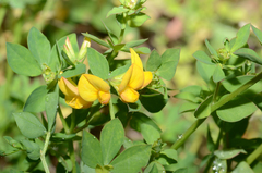 Lotus corniculatus