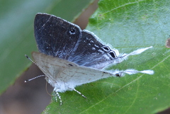 Leptomyrina hirundo