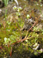 Sagina subulata